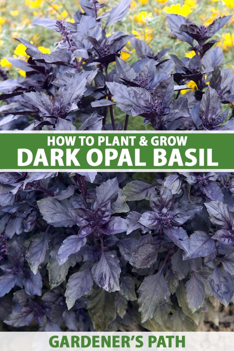 How to Grow Dark Opal Basil Pin