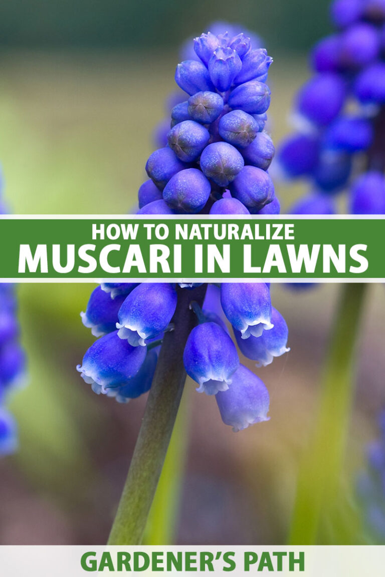 How to Naturalize Grape Hyacinth Pin