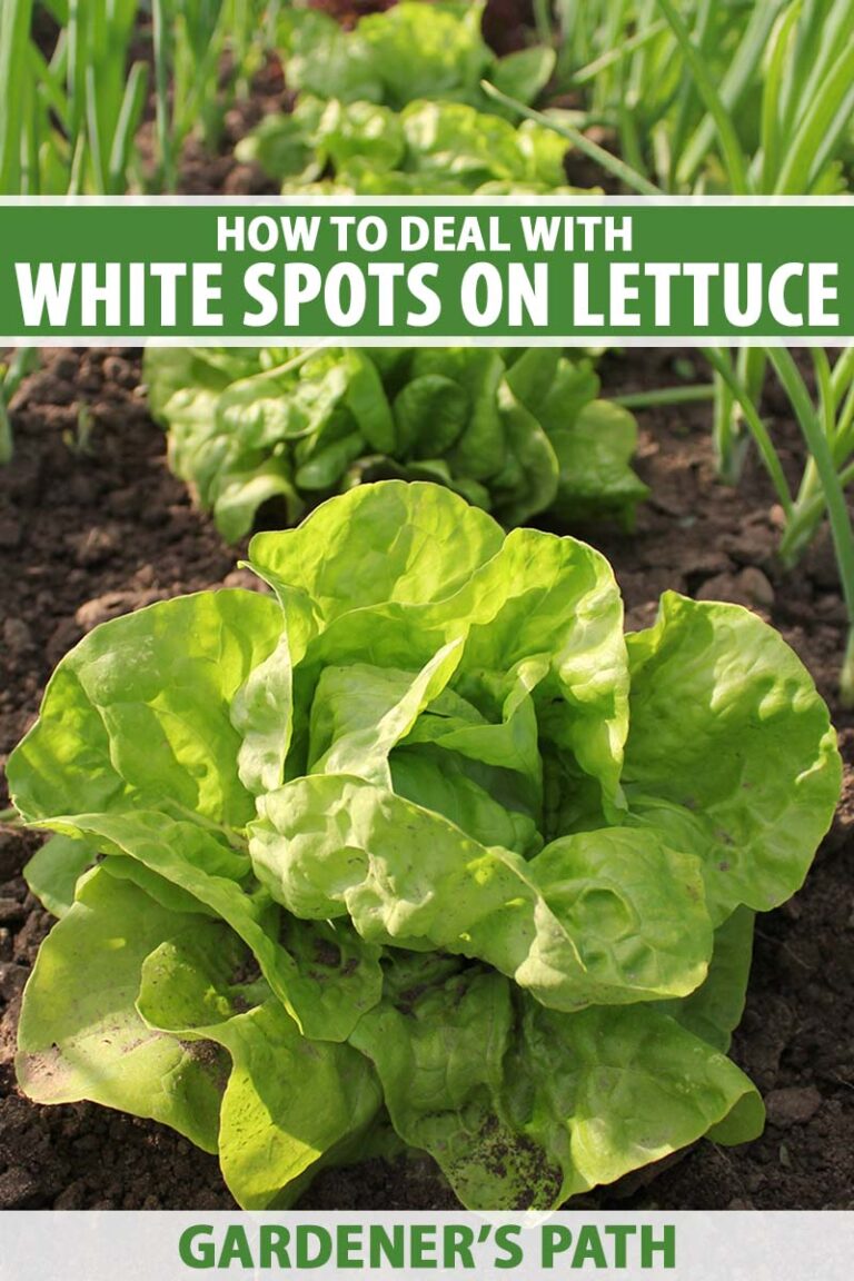 How to Treat White Spots on Lettuce Pin