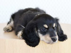 Miniature Dachshund Pups 2