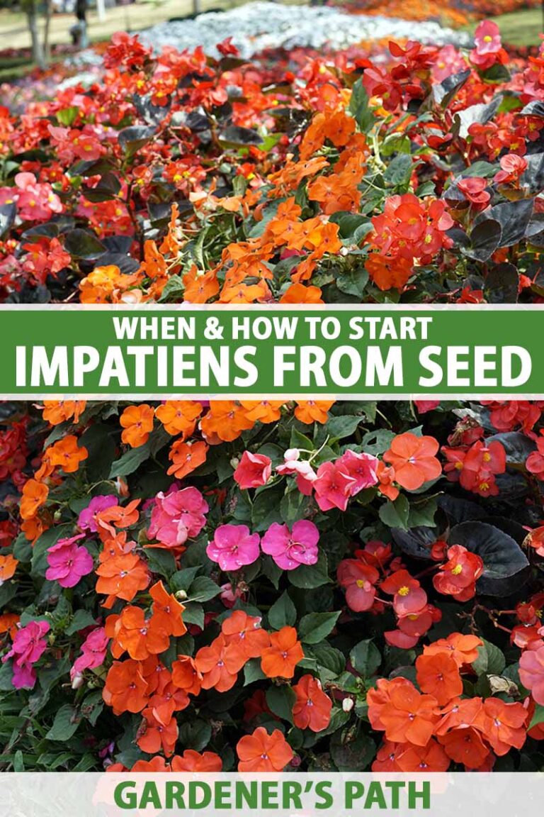 Start Impatiens from Seed Pin