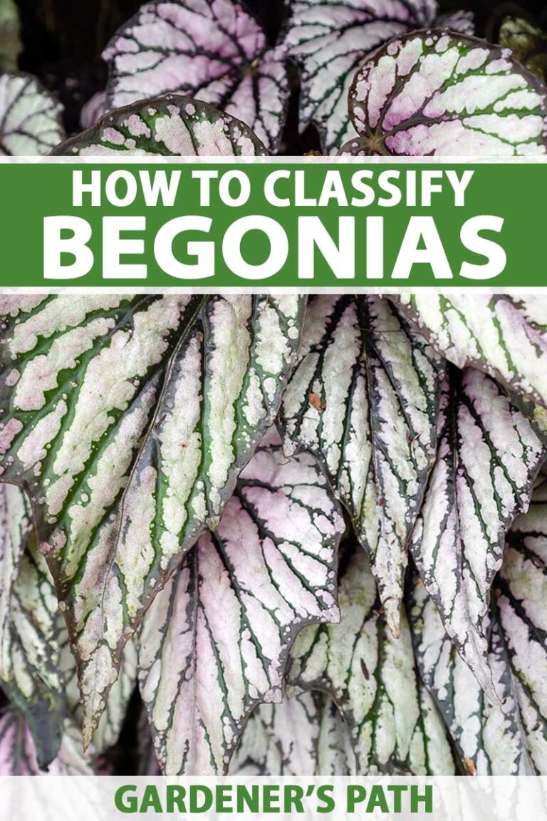 Begonia Classification Pin