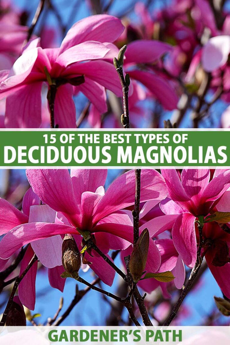 Best Deciduous Magnolias Pin