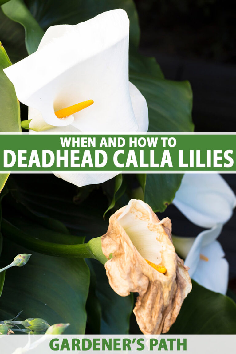 How to Deadhead Calla Lilies Pin