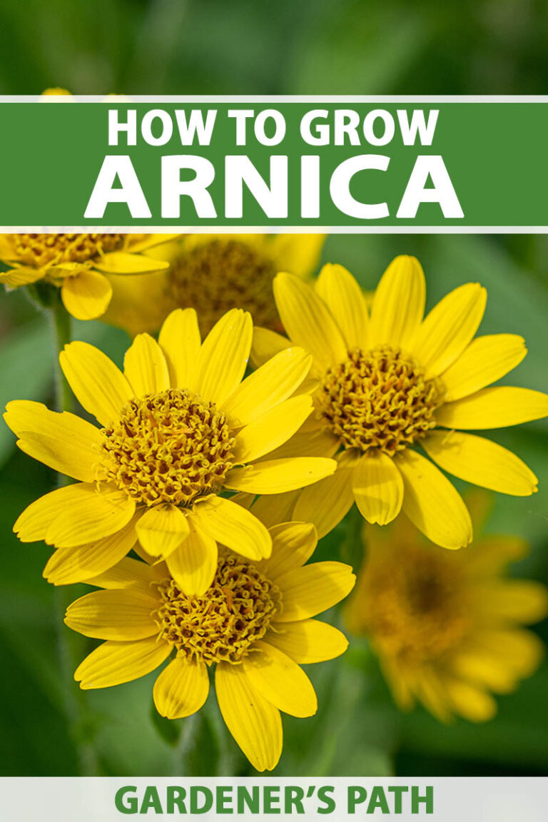 How to Grow Arnica Pin