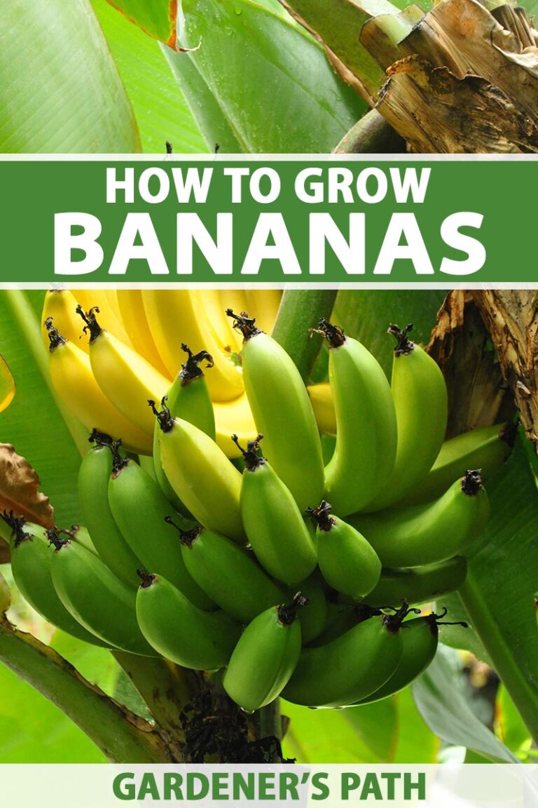 How to Grow Bananas Pin