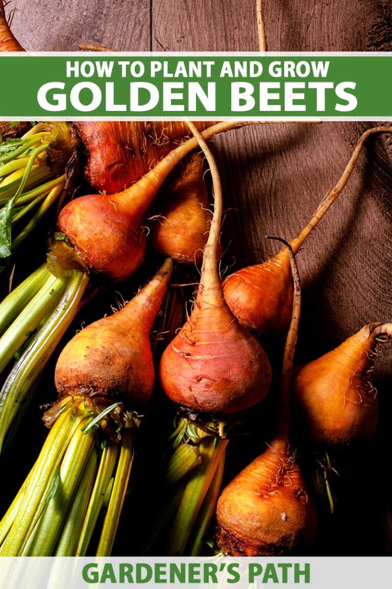 How to Grow Golden Beets Pin