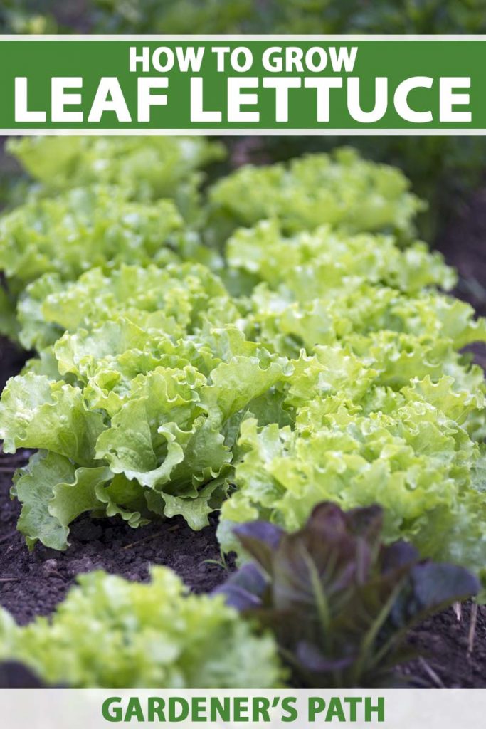 How to Grow Leaf Lettuce Pin2