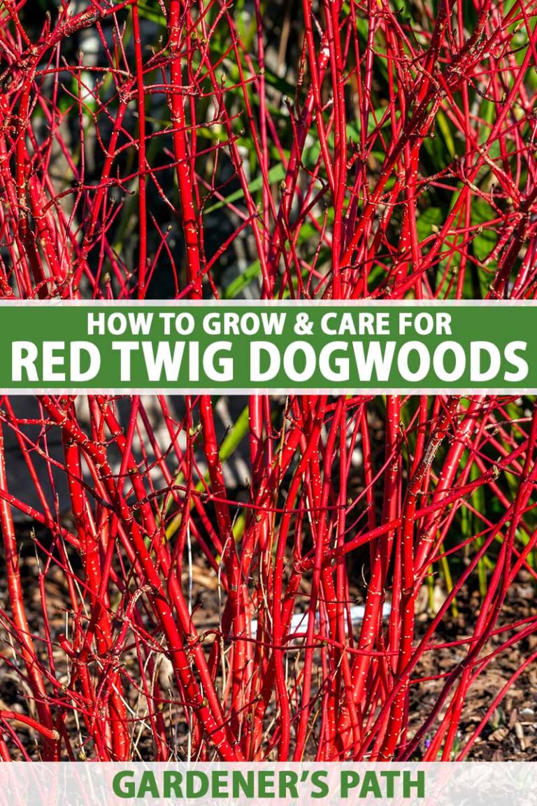 How to Grow Red Twig Dogwoods Pin