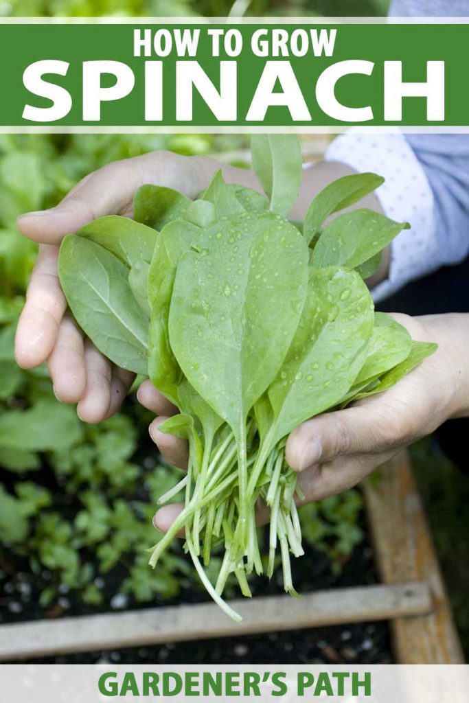 How to Grow Spinach Pin 2