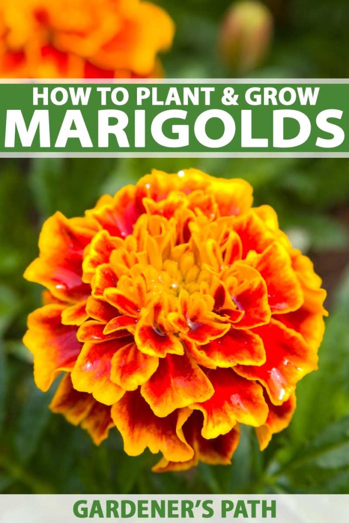 How to Plant and Grow Marigolds Pin 2