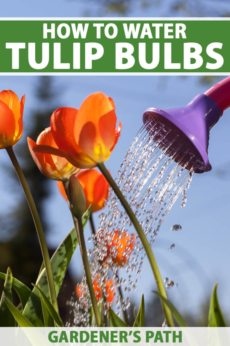 How to Water Tulips Pin