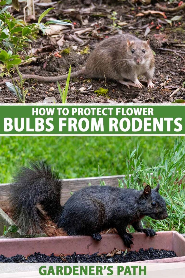 Protect Bulbs from Rodents Pin