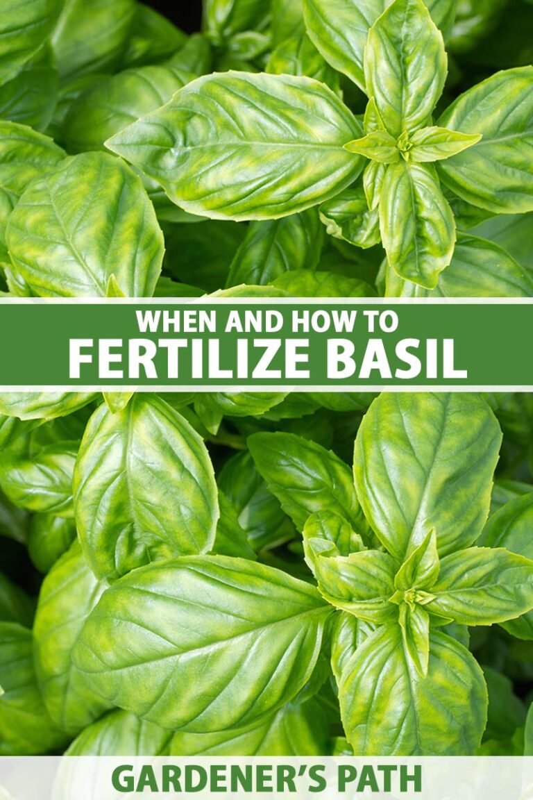 How to Fertilize Basil Pin