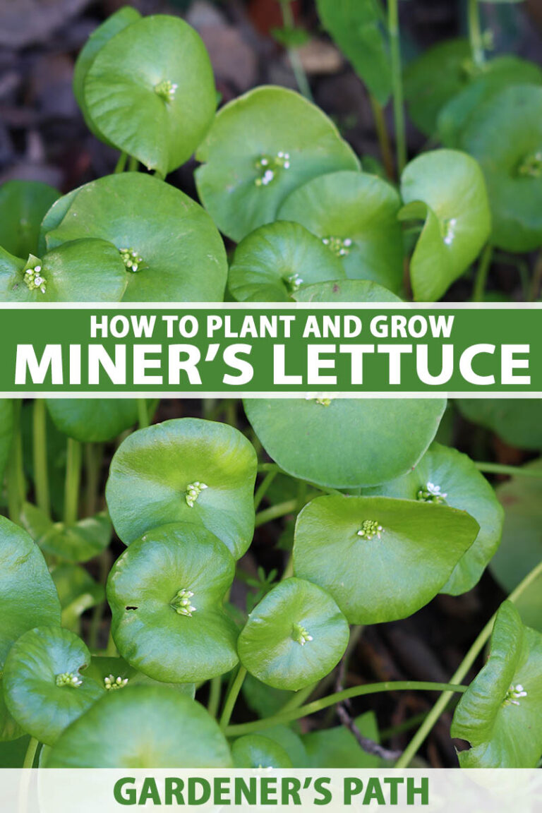 How to Grow Miners Lettuce Pin