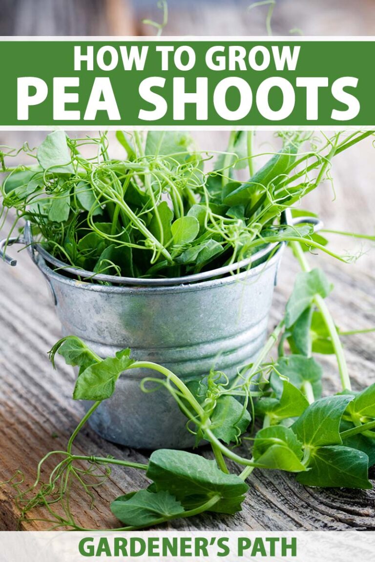 How to Grow Pea Shoots Pin