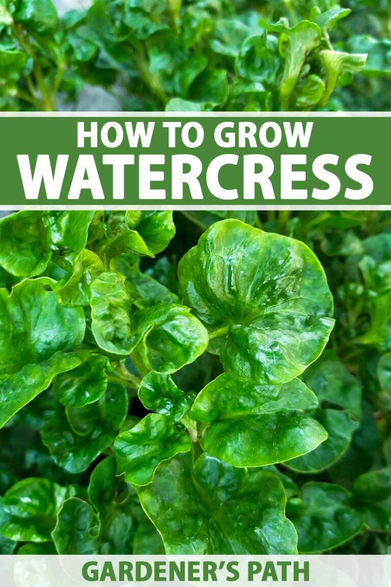 How to Grow Watercress Pin