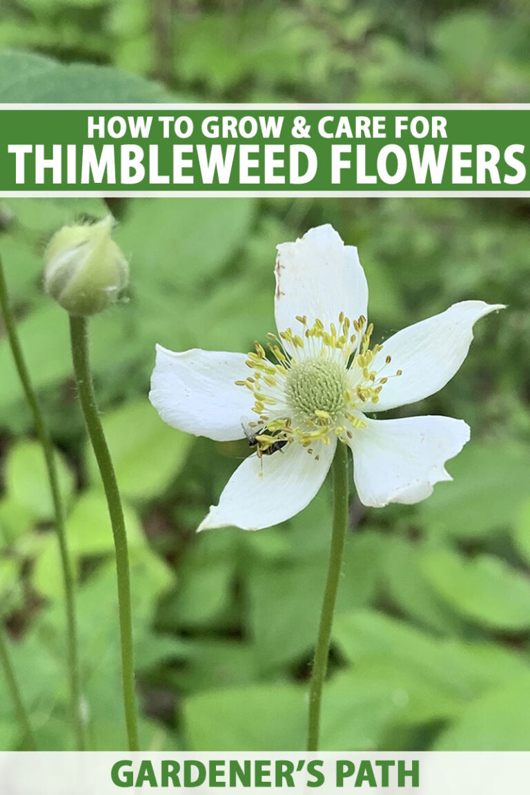 How to Plant and Grow Thimbleweed Pin