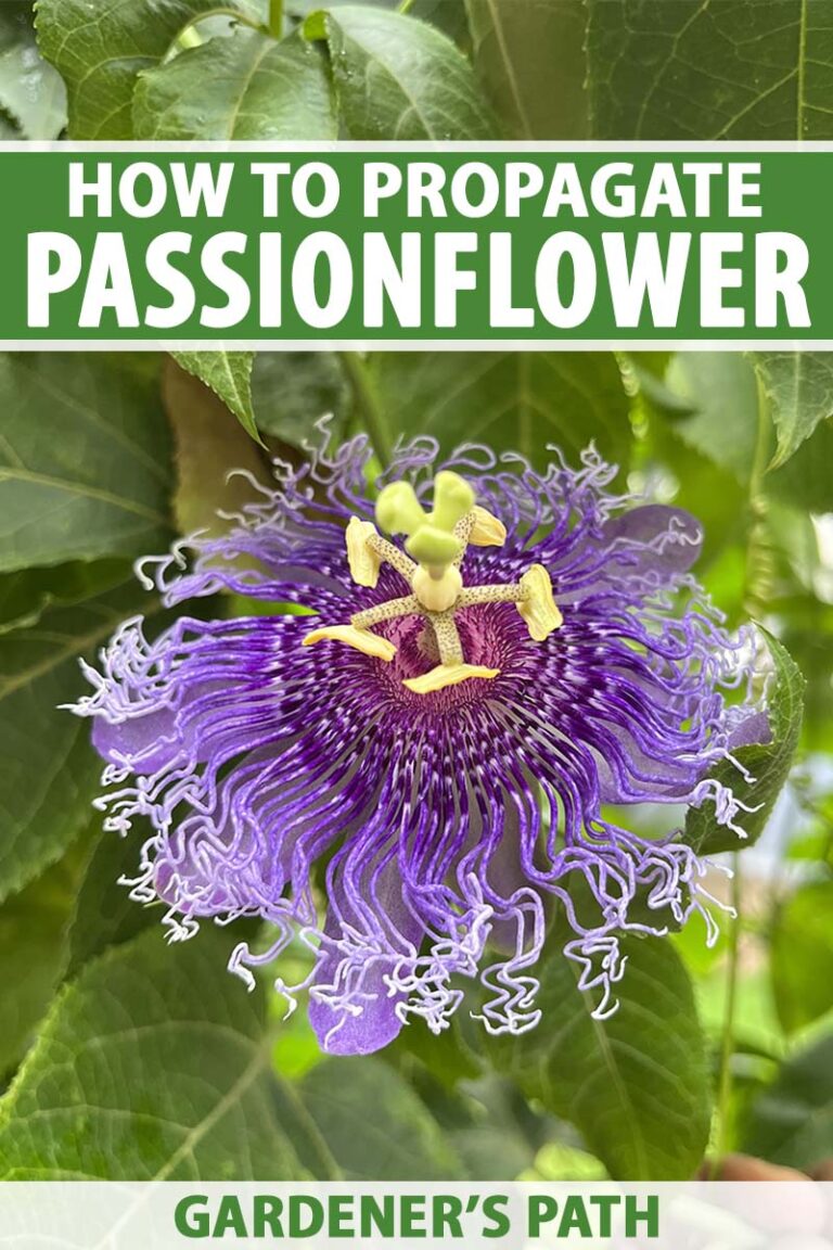 How to Propagate Passionflower Pin