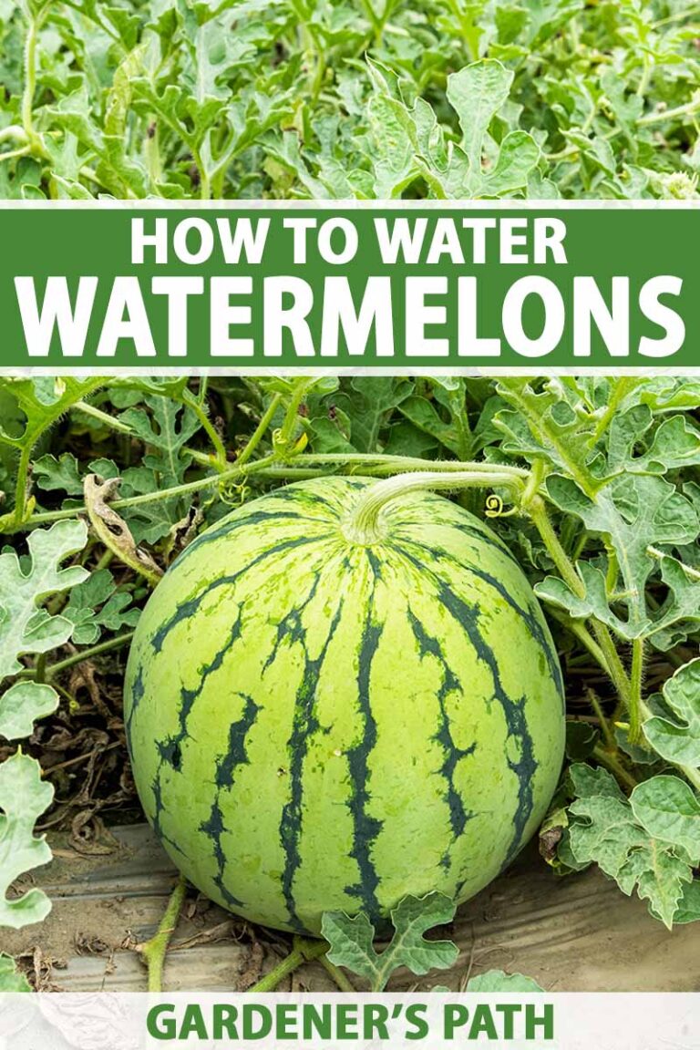 How to Water Watermelons Pin
