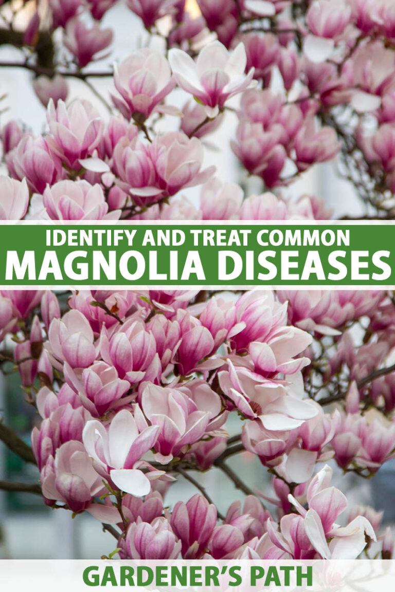 Identify and Prevent Magnolia Diseases Pin