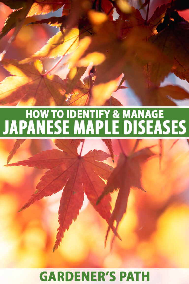 Japanese Maple Diseases Pin