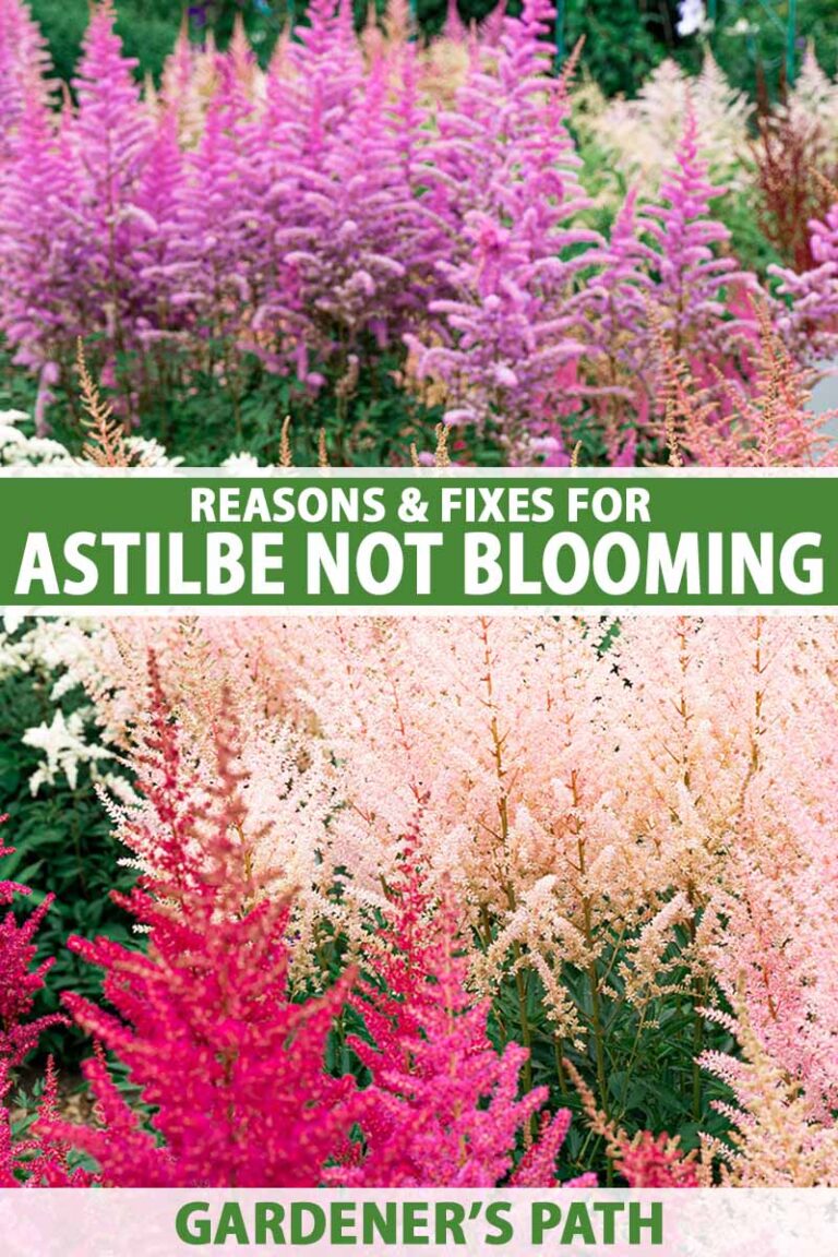 Reasons Why Astilbe Fails to Bloom Pin