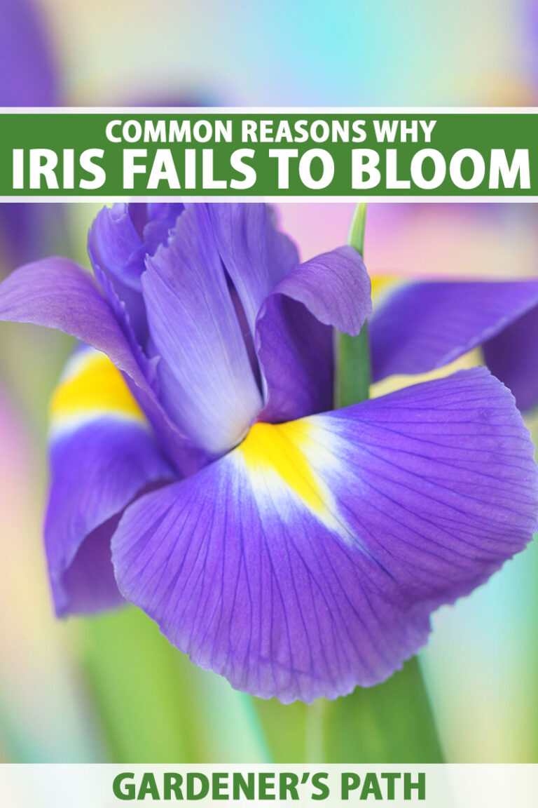 Why Iris Fails to Bloom Pin