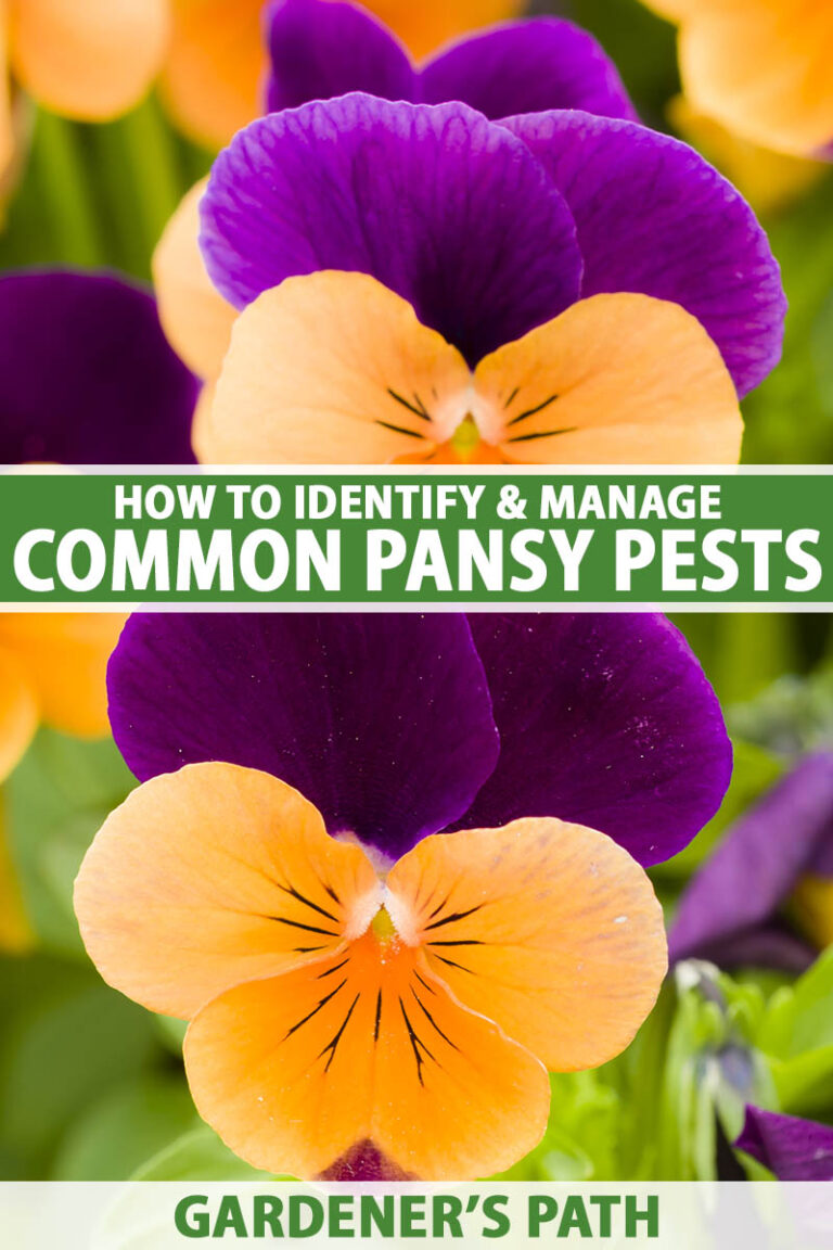 Common Pansy Pests Pin