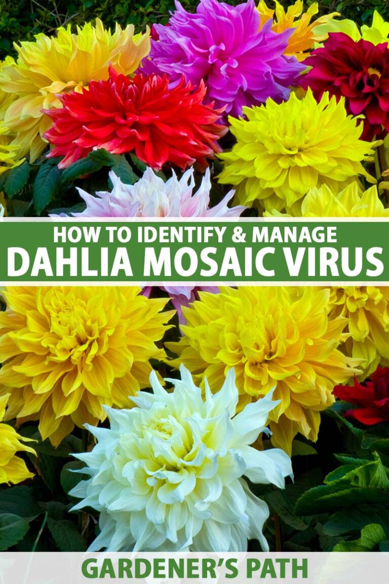 How to Manage Dahlia Mosaic Virus Pin