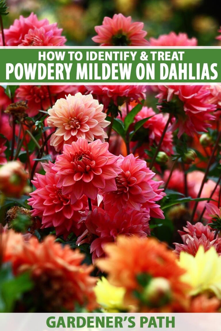 How to Manage Powdery Mildew on Dahlias Pin