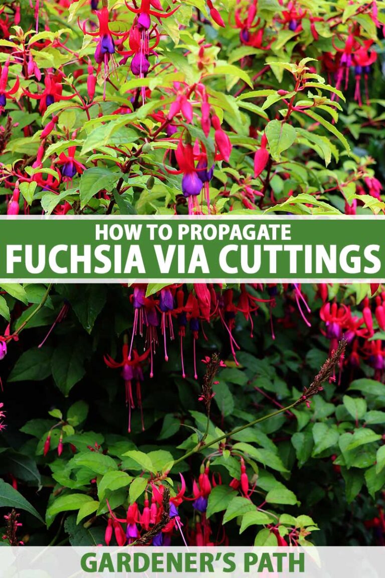 How to Propagate Fuchsia from Cuttings Pin