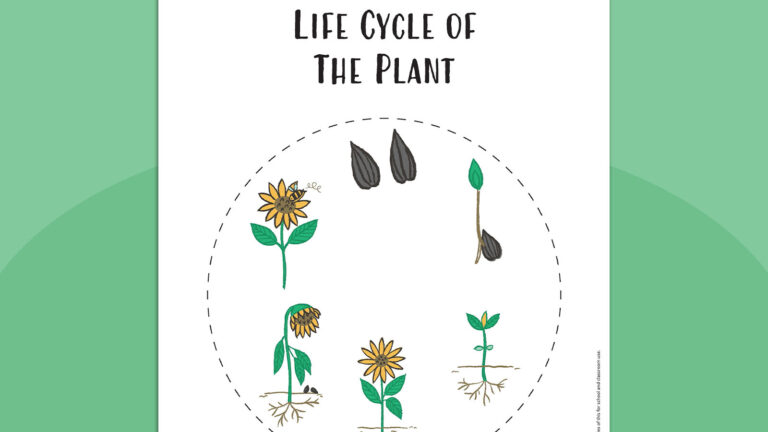 Life Cycle of The Plant 5 2