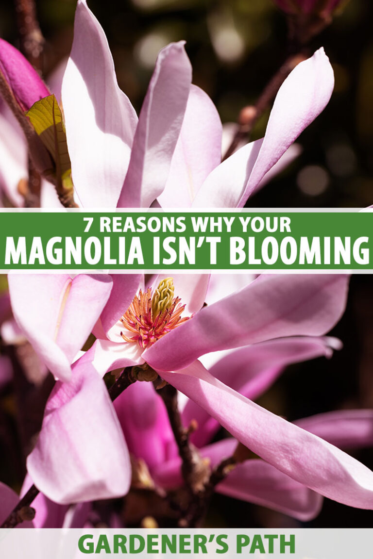 Magnolia Fails to Bloom Pin