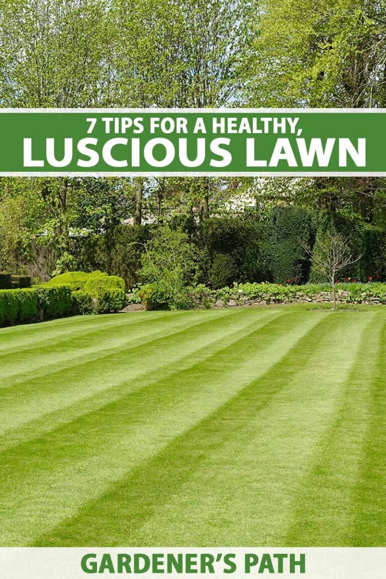 Tips for Healthy Lawn Pin