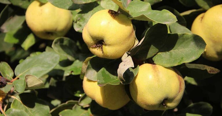 How to Grow Quince Fruit FB