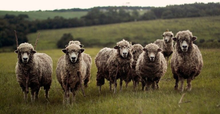 Sheep in field Unsplash