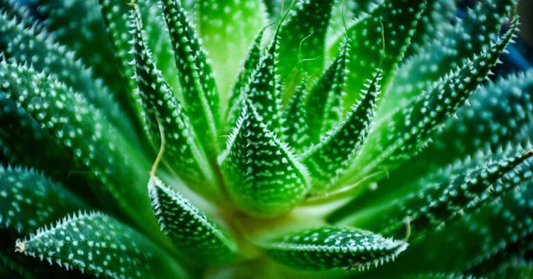 How to Fertilize Aloe FB