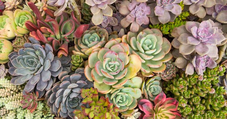 How to Fertilize Succulents FB