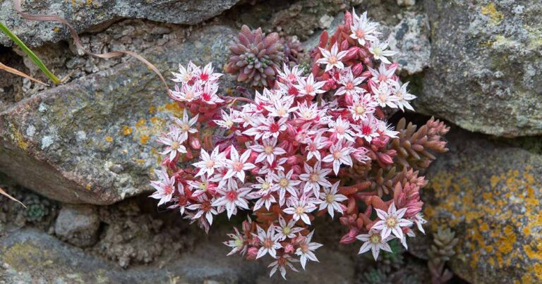 How to Grow English Stonecrop FB