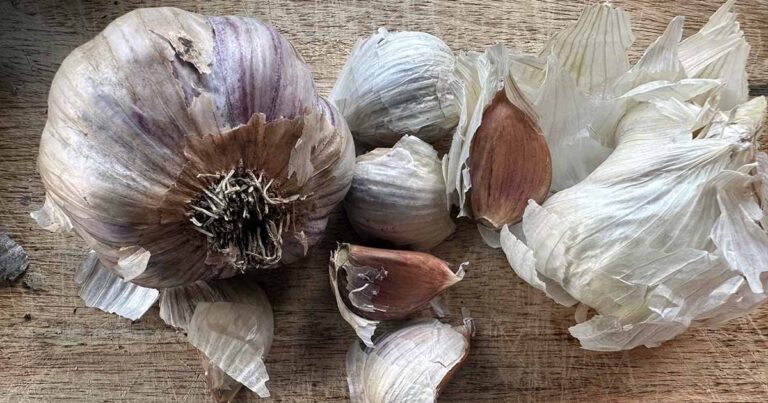 How to Grow Polish Red Garlic FB