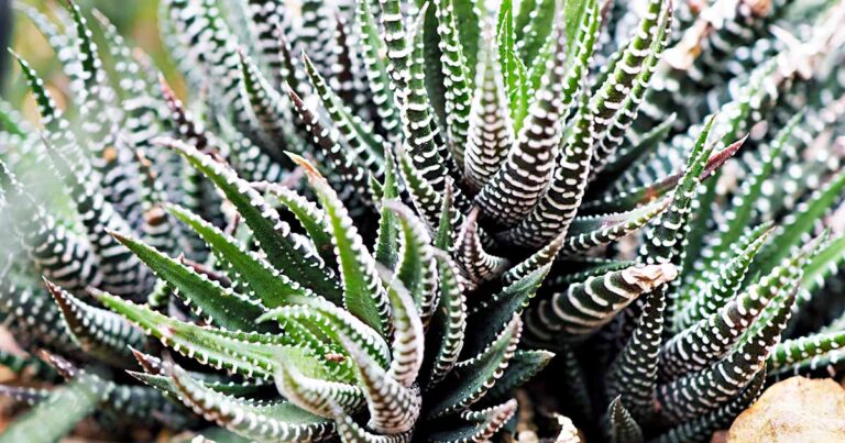 How to Grow Zebra Haworthia FB