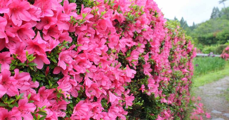 How to Winterize Azaleas FB