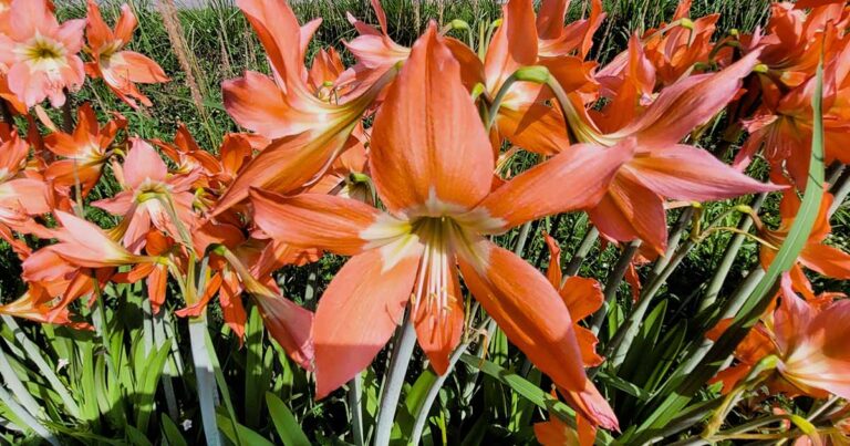 How to Overwinter Amaryllis FB