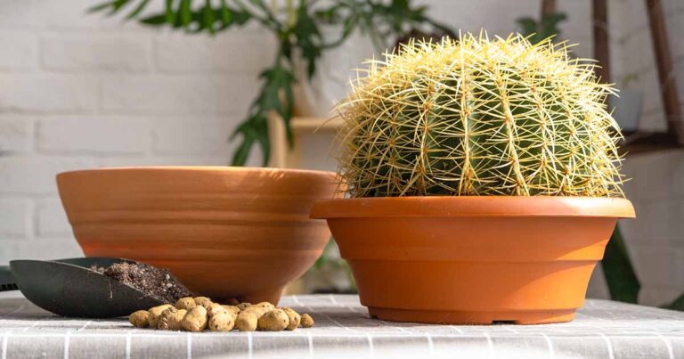 How to Repot a Cactus FB