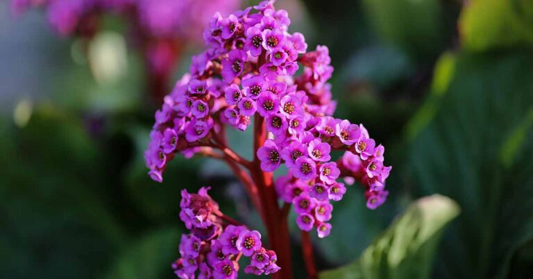 How to Winterize Bergenia FB