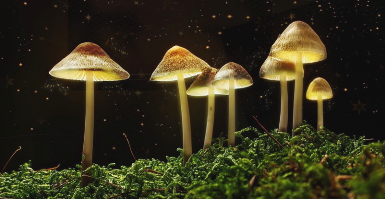 magic mushrooms edit