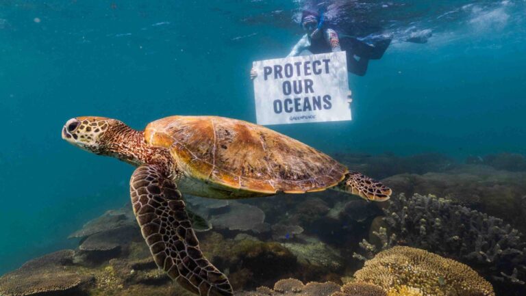 Greenpeace Australian oceans need protection Protect oceans Photo Greenpeace scaled e1731816451649