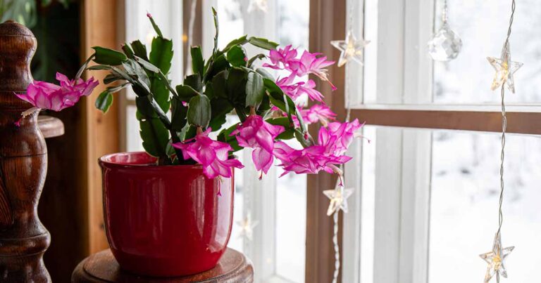 How to Repot Christmas Cactus FB