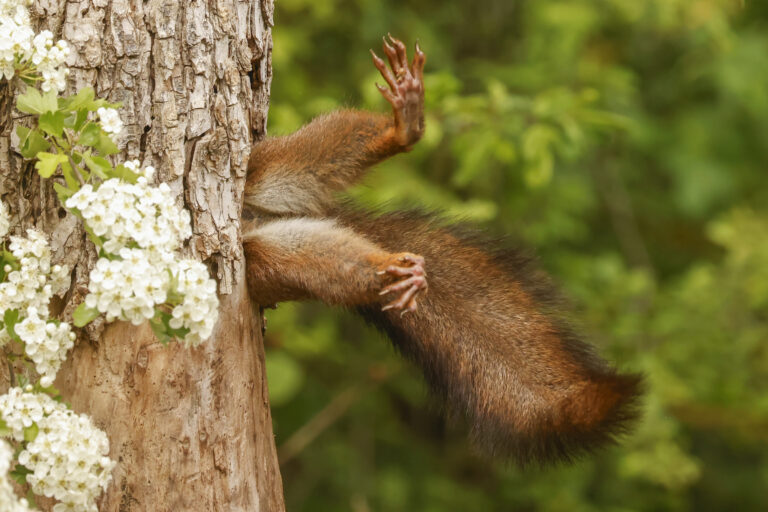 1. OVERALL WINNER AND MAMMAL CATEGORY WINNER Milko Marchetti Stuck Squirrel